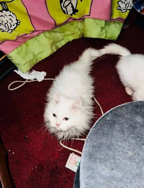 quality Persian panch face cate & kittan male female both available h 1