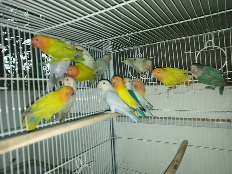 Cocktail & LoveBirds for Sale 2