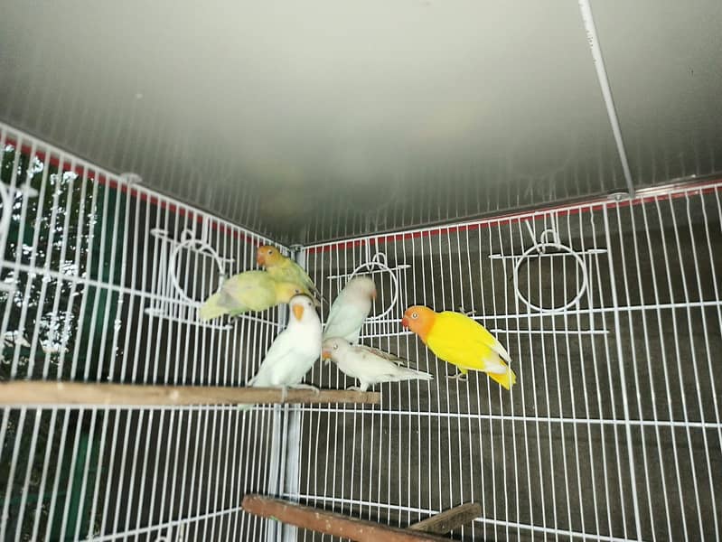 Cocktail & LoveBirds for Sale 3