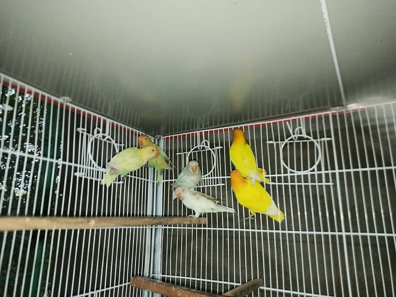 Cocktail & LoveBirds for Sale 4