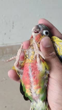 Yellow sided conure chicks (05) pieces. age approx 1 to 1.5.