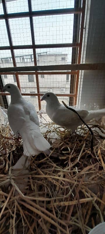 pigeon pair 6