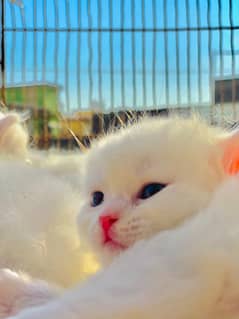 persian cat for sale