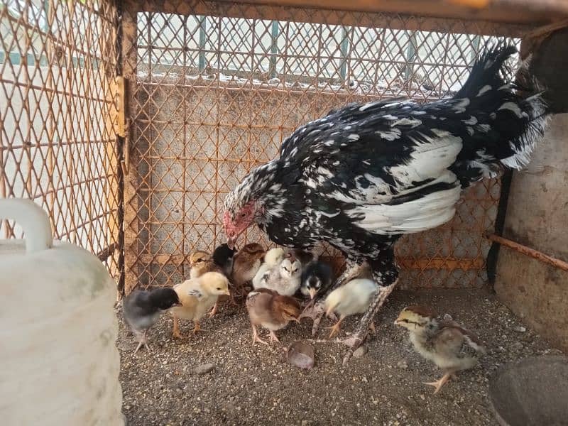 Aseel hen with 13 Aseel chicks 1