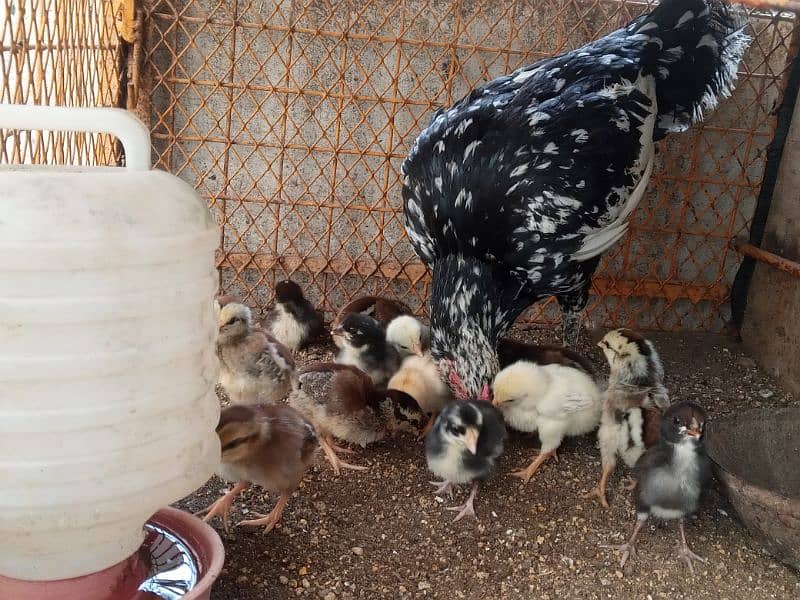 Aseel hen with 13 Aseel chicks 2