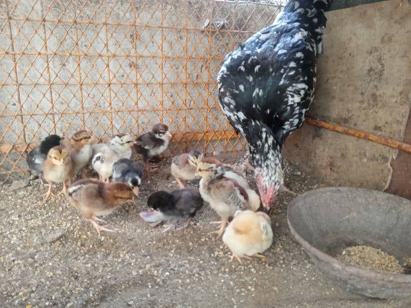 Aseel hen with 13 Aseel chicks 3