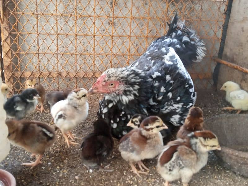 Aseel hen with 13 Aseel chicks 4