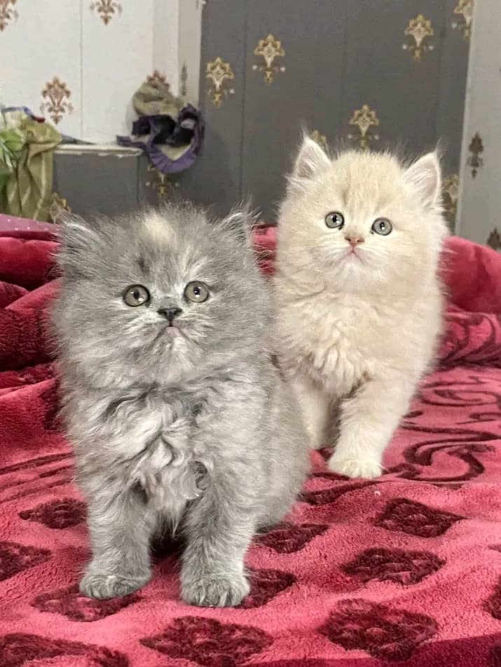 Persian kittens triple coat pair for sale contactWhatsapp 03292450894 1