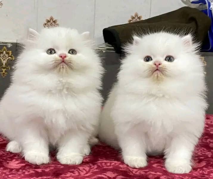 Persian kittens triple coat pair for sale contactWhatsapp 03292450894 5