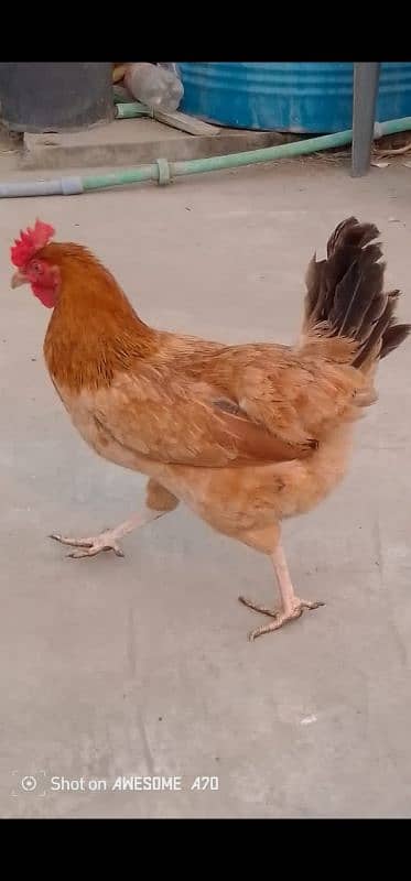 healthy golden miri ready for sale contact now 1