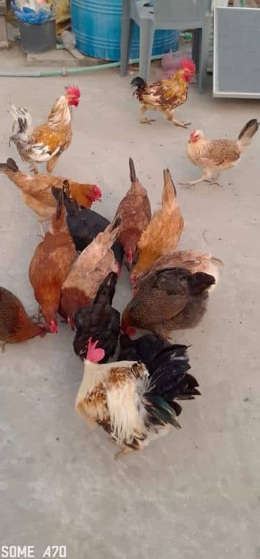 healthy golden miri ready for sale contact now 8