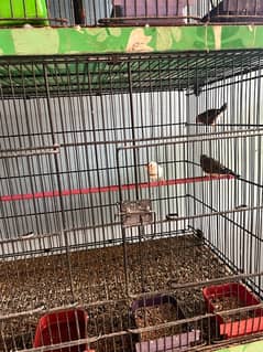 birds for sale