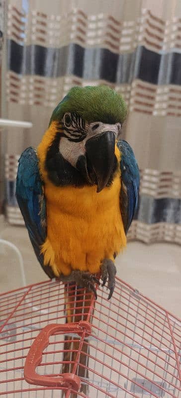 Blue Yellow Macaw 1.5 Years Male 1