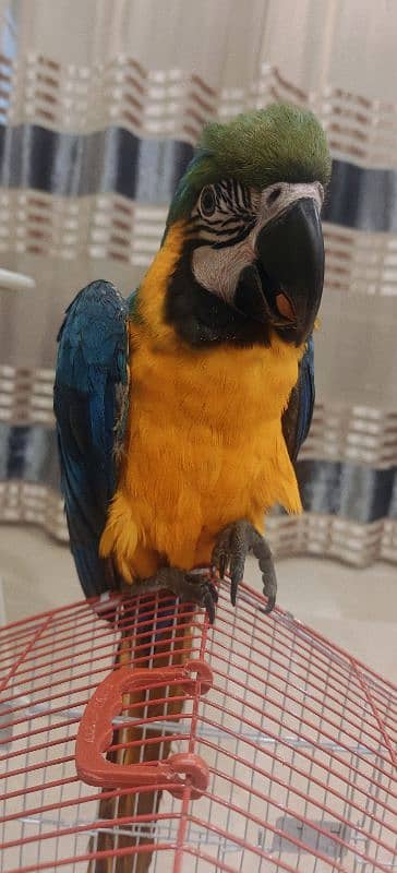 Blue Yellow Macaw 1.5 Years Male 3