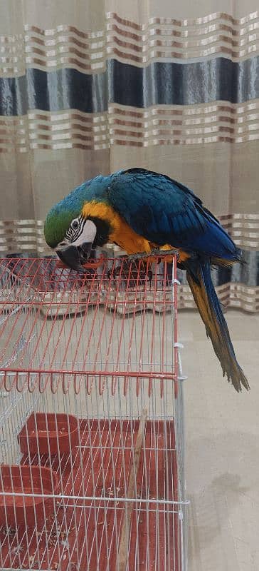 Blue Yellow Macaw 1.5 Years Male 5