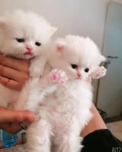 Persian long Coated Semi Punch Face Kittens