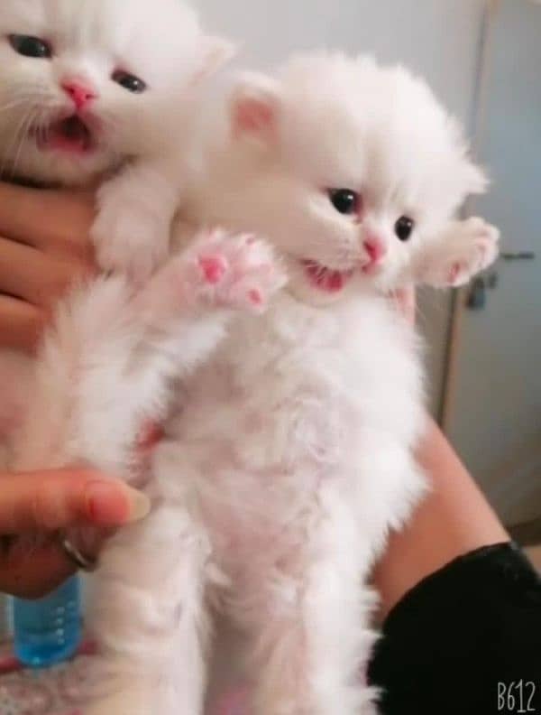 Persian long Coated Semi Punch Face Kittens 1