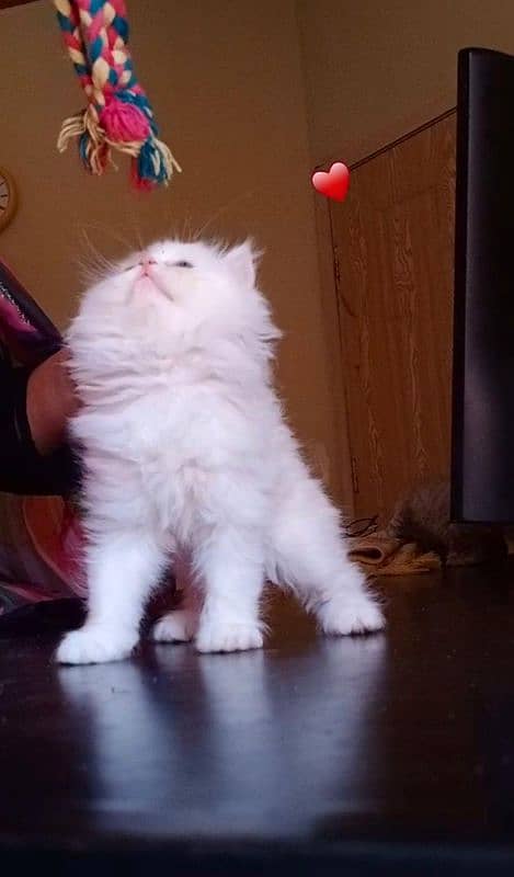 Persian long Coated Semi Punch Face Kittens 2