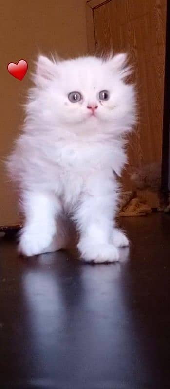 Persian long Coated Semi Punch Face Kittens 3