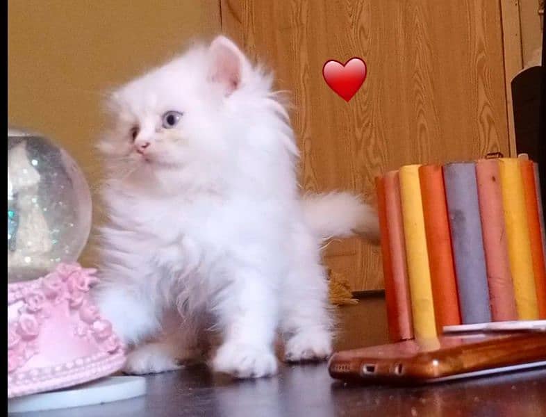 Persian long Coated Semi Punch Face Kittens 4