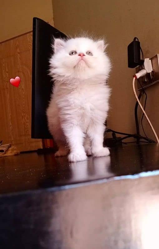 Persian long Coated Semi Punch Face Kittens 7