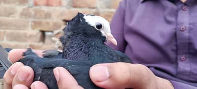 Black mukhi chicks