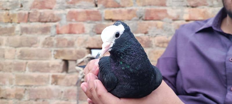 Black mukhi chicks 1