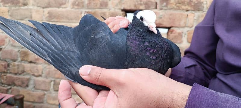 Black mukhi chicks 2