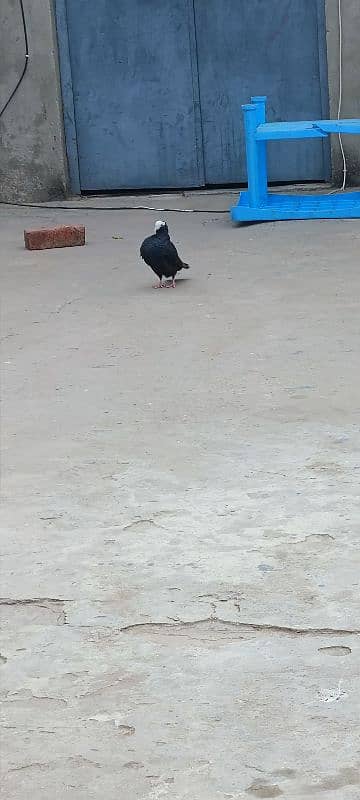 Black mukhi chicks 3