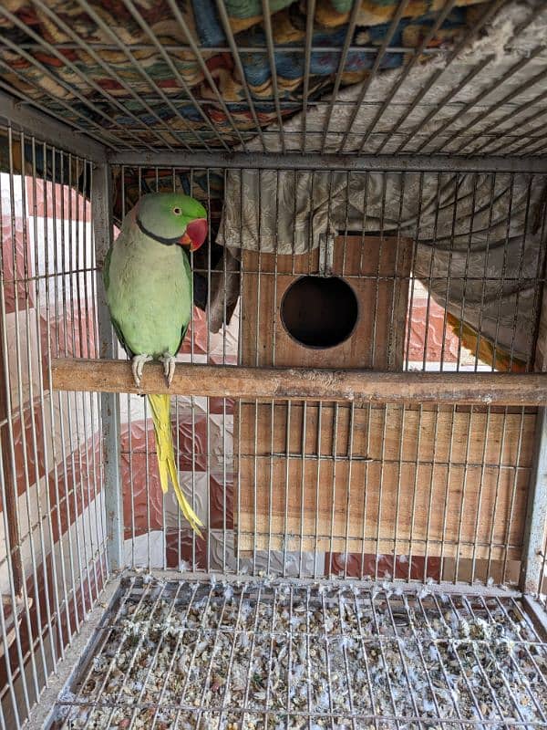 ringneck kashmiri paharhi pair 0