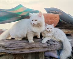 Persian cats pair  extreme hairs