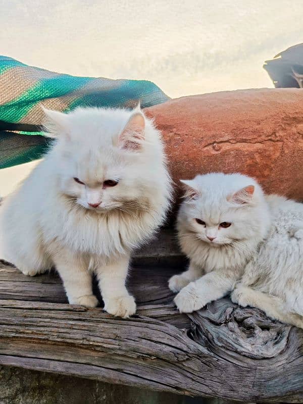 Persian cats pair  extreme hairs 1