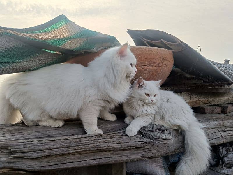 Persian cats pair  extreme hairs 2