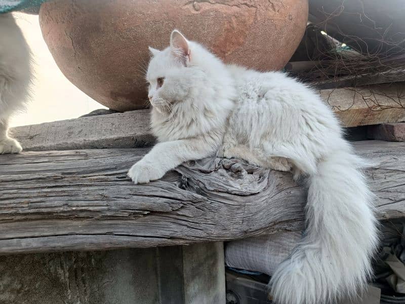 Persian cats pair  extreme hairs 3