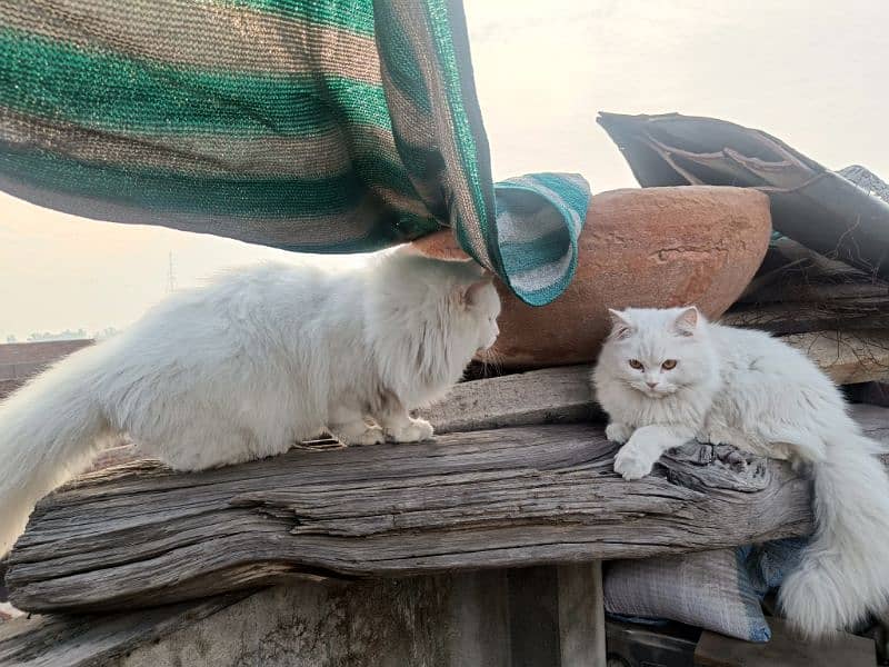 Persian cats pair  extreme hairs 4