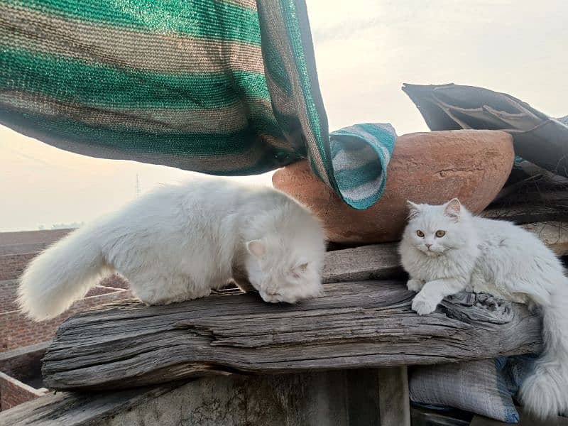 Persian cats pair  extreme hairs 5