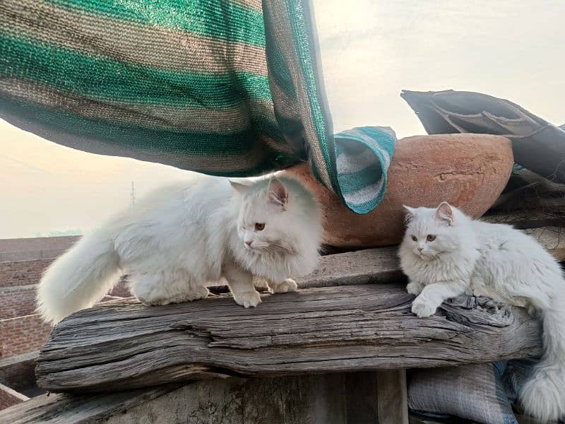 Persian cats pair  extreme hairs 6