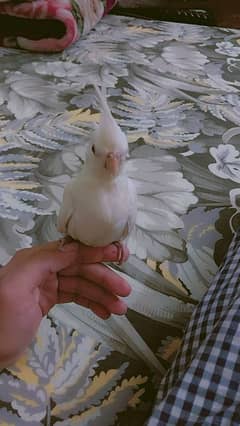 cockatiel