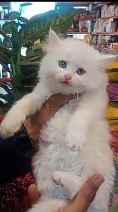 Persian kittens/long coat kittens /kitties/cat baby