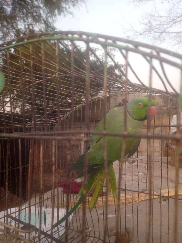 parrot 0