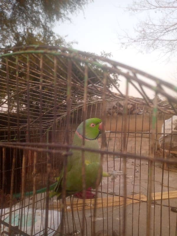 parrot 1