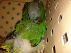 home breed raw chick 4 sale