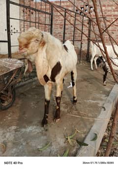 Makhi Cheeni goat | Goat | bakra | sheep | Breader | bakry | بکرا