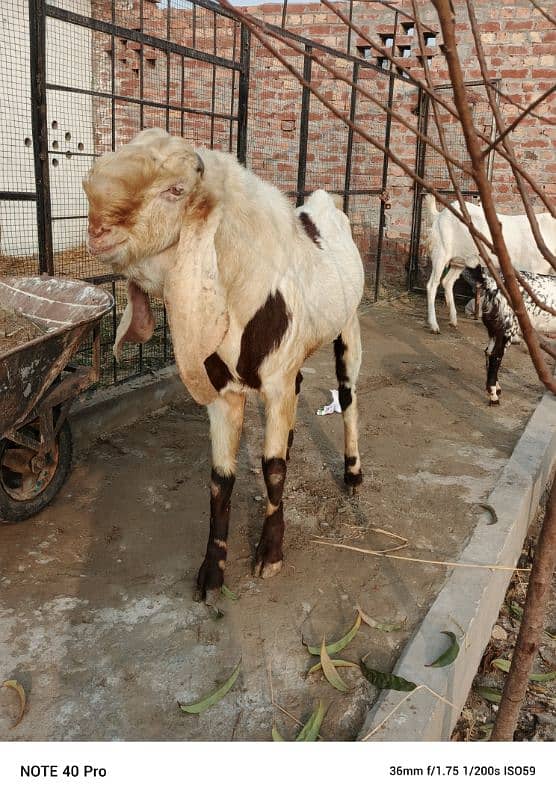 Breeder  goat | Goat | bakra | sheep | Breader | bakry | بکرا 0