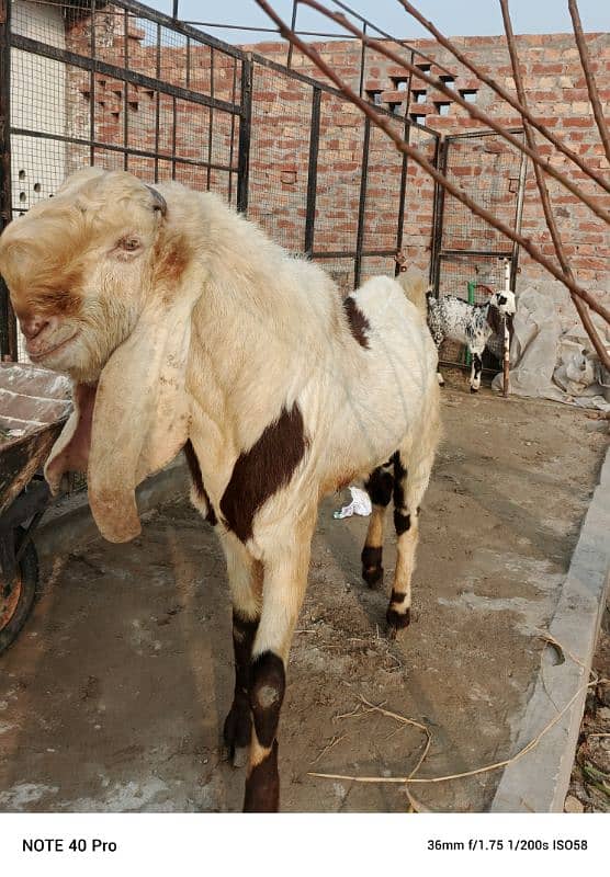 Breeder  goat | Goat | bakra | sheep | Breader | bakry | بکرا 1