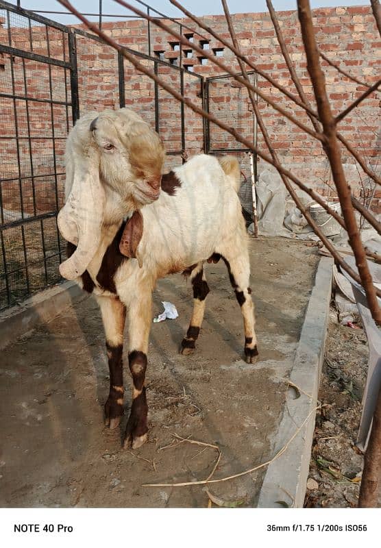 Breeder  goat | Goat | bakra | sheep | Breader | bakry | بکرا 2