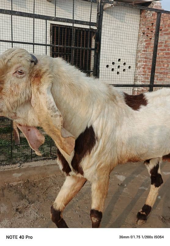 Breeder  goat | Goat | bakra | sheep | Breader | bakry | بکرا 3