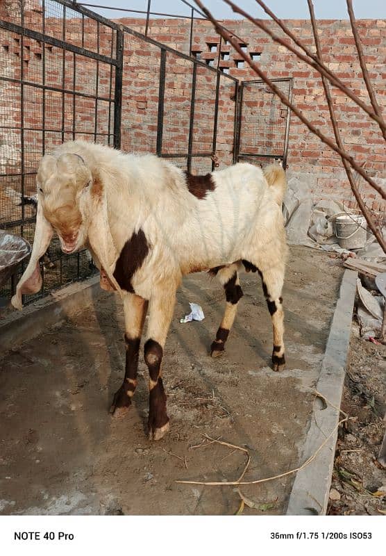 Breeder  goat | Goat | bakra | sheep | Breader | bakry | بکرا 4