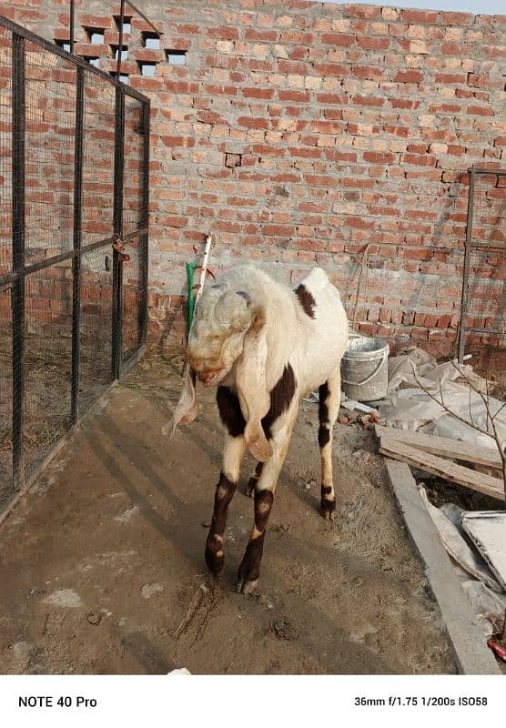 Breeder  goat | Goat | bakra | sheep | Breader | bakry | بکرا 5