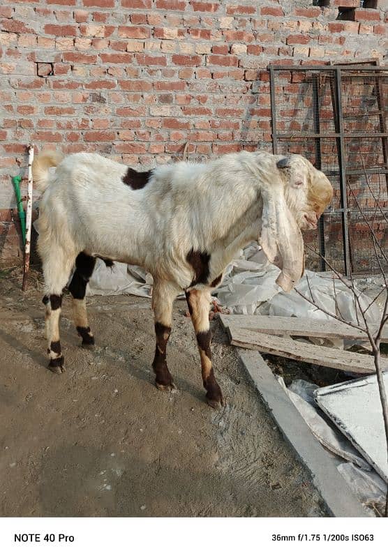 Breeder  goat | Goat | bakra | sheep | Breader | bakry | بکرا 6